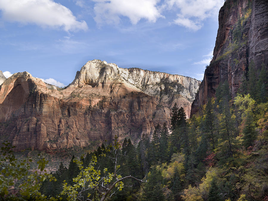 Trees in Zion National Park #1 Photograph by Fotosearch