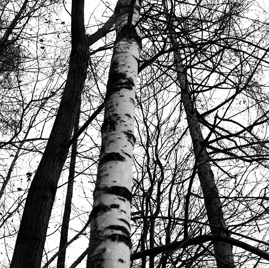 Trees Photograph by Kostas Papaioannou | Fine Art America