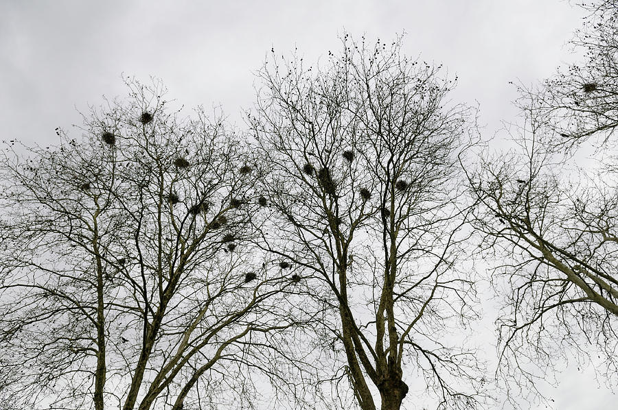 Trees with bird nests along the Nivernais Canal, Burgundy, France #1 Photograph by Kevin Oke