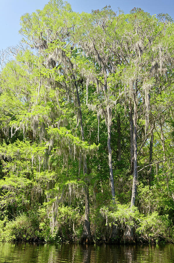 Trees With Spanish Moss #1 Photograph by Sally Weigand