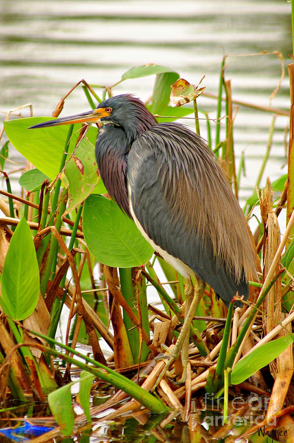 Tri-color Heron #1 Photograph by Hilda Wagner