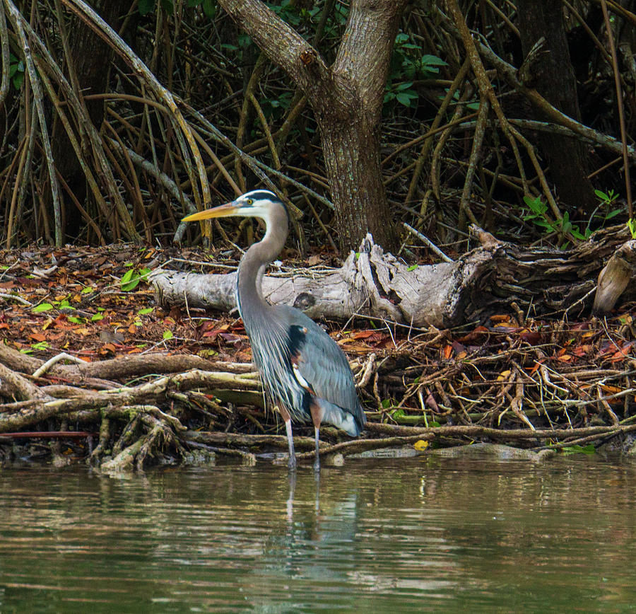 Tri Colored Heron #1 Photograph by Ann Moore