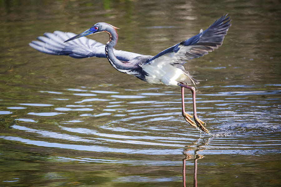 Tri-colored Heron in Flight #1 Photograph by Fran Gallogly