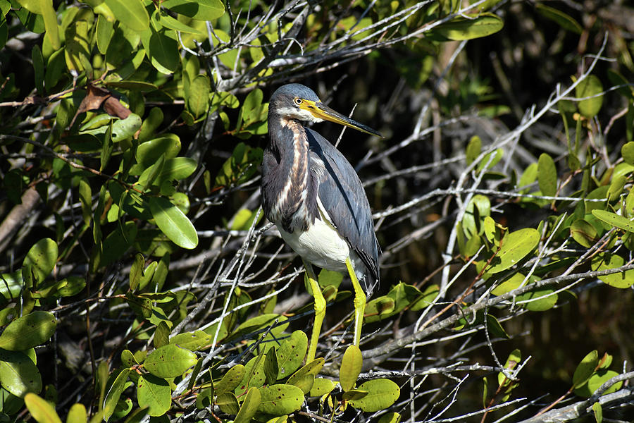 Tri colored heron in the Merritt Island Wildlife Refuge in Florida ...