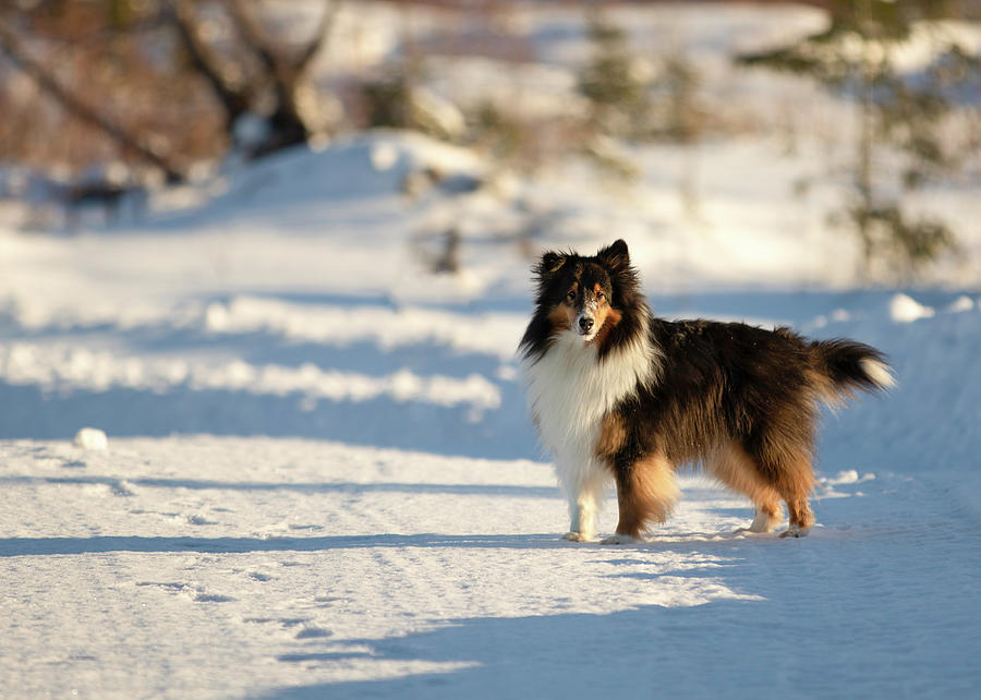 Tri Colored Shetland Sheepdog in Snow in Winter Photograph by Ashley