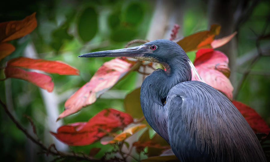 Tricolored Heron #2 Photograph by Bill Martin