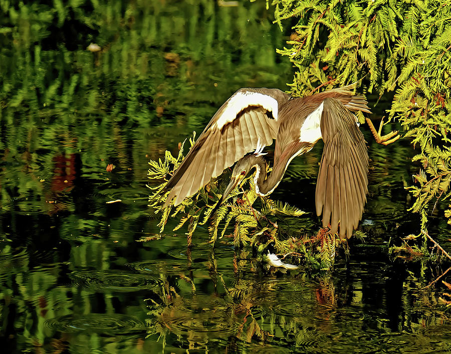 Tricolored Heron Photograph