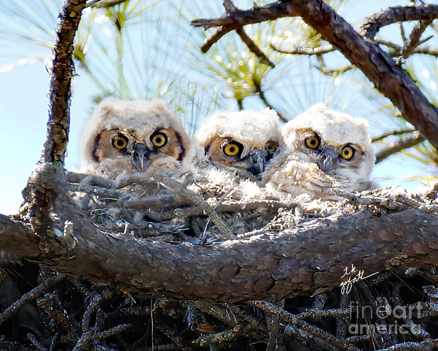  Triplet Great Horned Baby Owlets #1 Photograph by TK Goforth