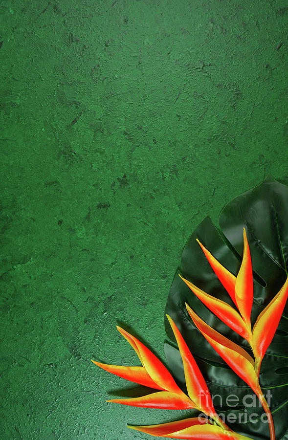 Tropical background on dark green textured background with negative copy space. #1 Photograph by Milleflore Images