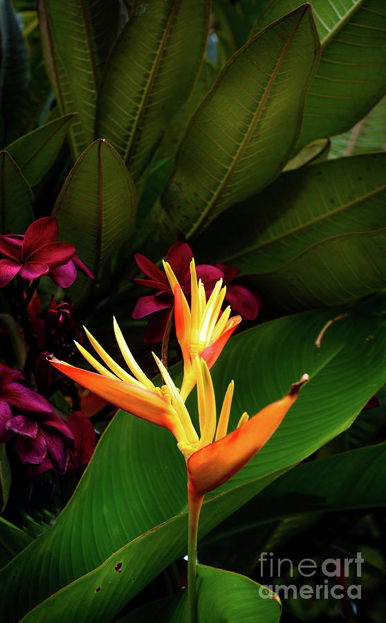 Tropical Delight #1 Photograph by Kelly Wade