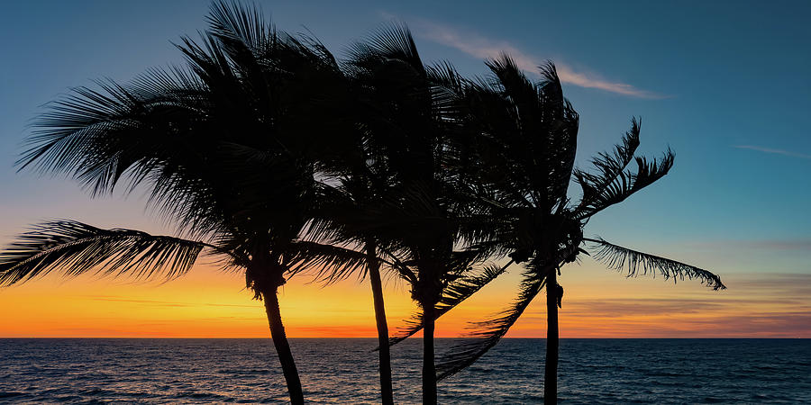 Tropical Evenings #1 Photograph by Tommy Farnsworth