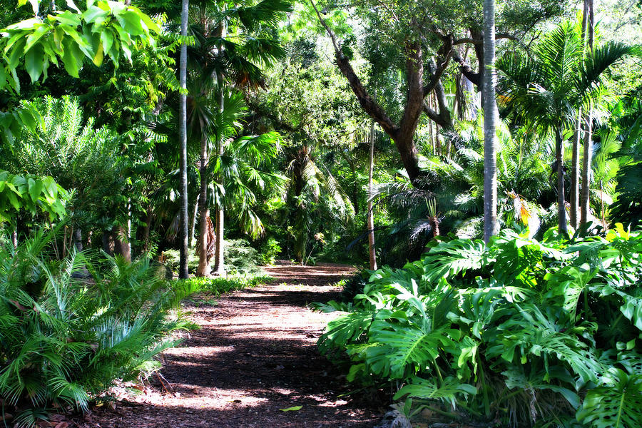 Tropical Garden -1 #1 Photograph by Alan Hausenflock