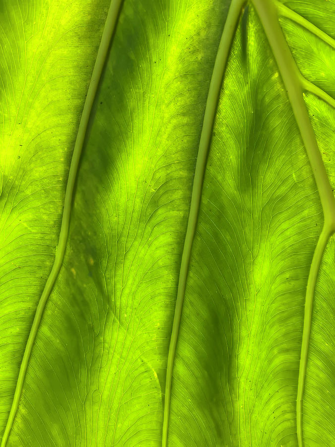 Tropical Leaf Macro #2 Photograph by Deborah League