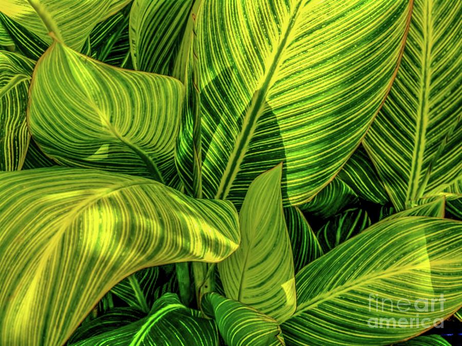 Leaves Photograph - Tropical Leaves #1 by D Davila
