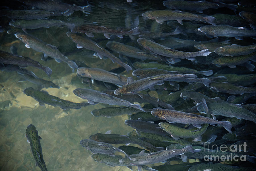 Trouts in fish pond #1 Photograph by Jelena Jovanovic