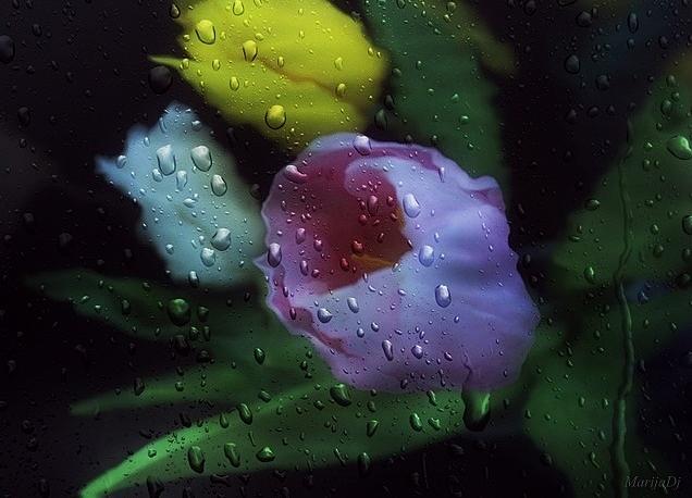 Flower Photograph - True joy #1 by Marija Djedovic