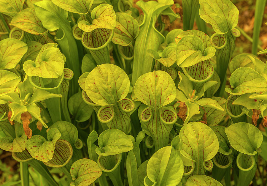 Trumpet Pitcher Plants #1 Photograph by Cate Franklyn