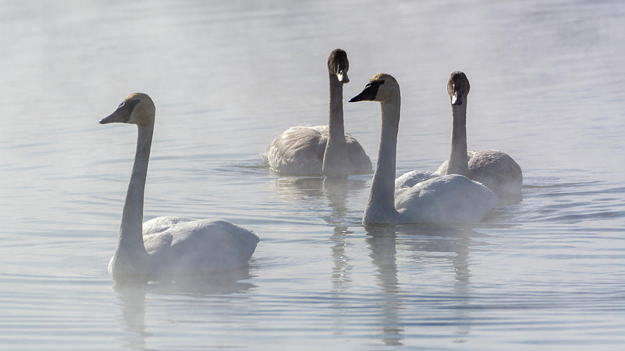 Trumpeter Swans At Kelly Warm Spring II #1 Photograph by Douglas Wielfaert