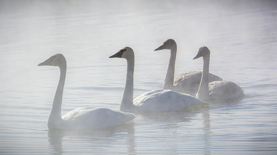 Trumpeter Swans at Kelly Warm Spring III Photograph by Douglas Wielfaert