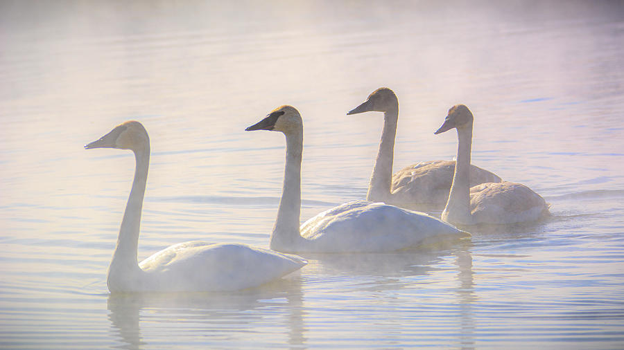 Trumpeter Swans at Kelly Warm Spring IV #1 Photograph by Douglas Wielfaert