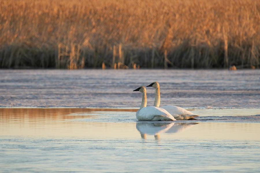Trumpeter Swans #1 Photograph by Brook Burling