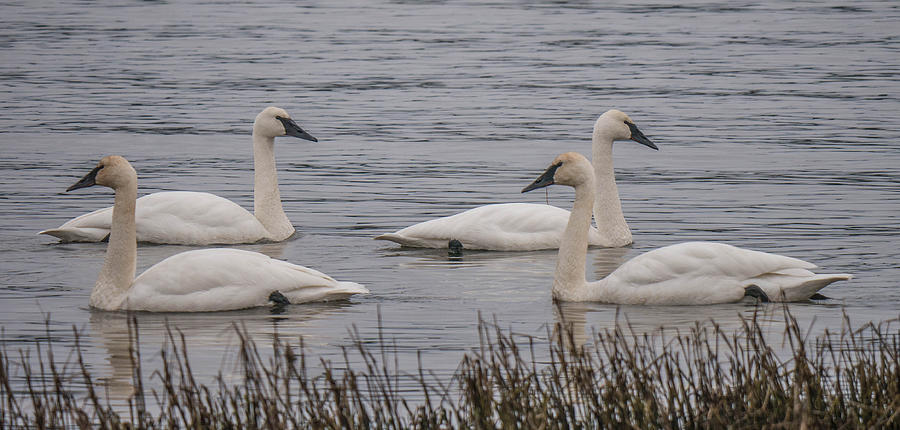 Trumpeter Swans  #1 Photograph by Will LaVigne