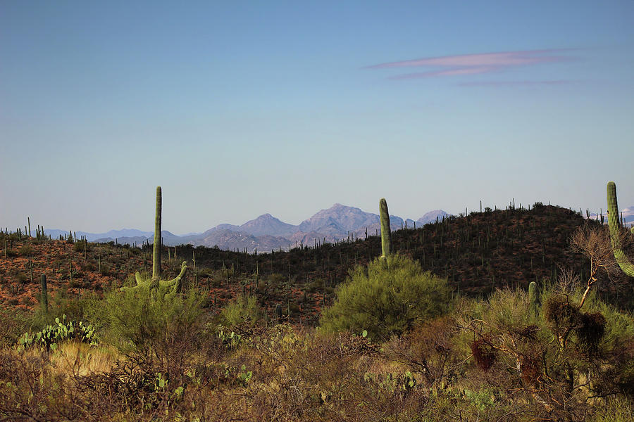 Tucson Mountains Photograph