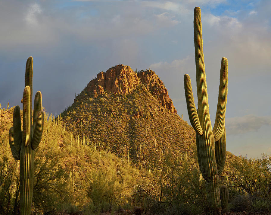 Saguaro National Park Photograph - Tucson Mountains, Saguaro National Park, Arizona #1 by Tim Fitzharris