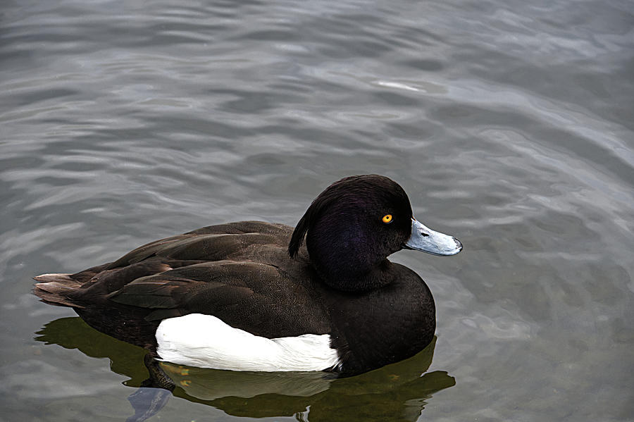 Duck Photograph - Tufted Duck #1 by Chris Day