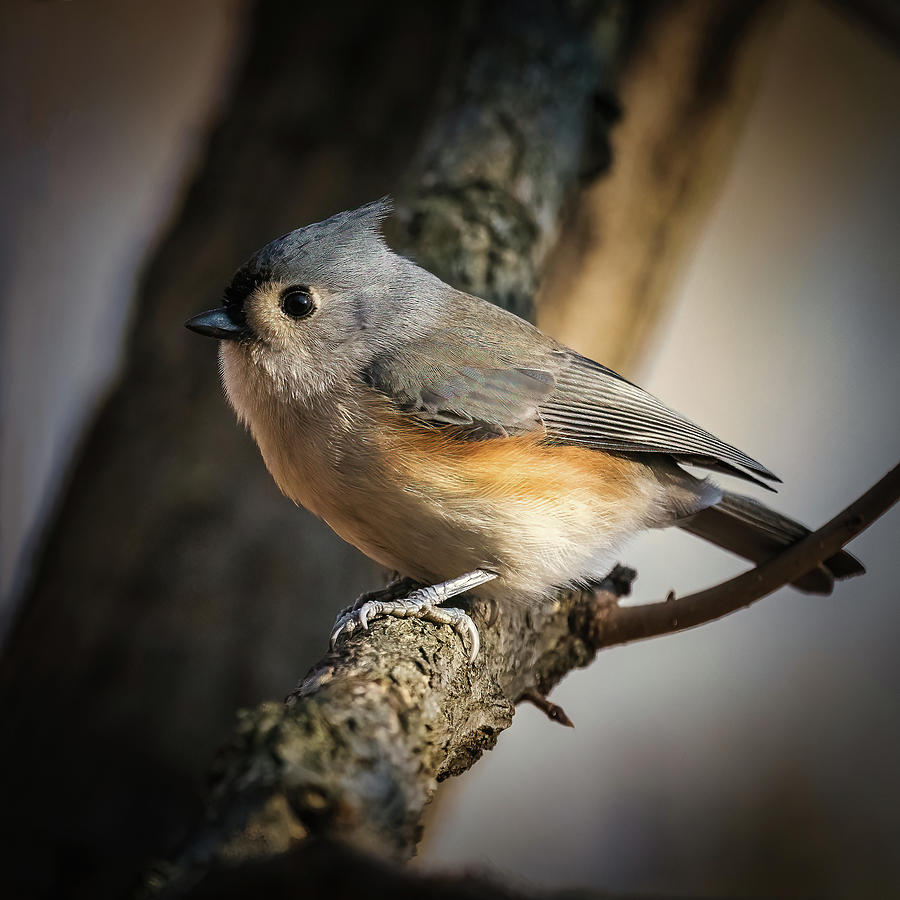 Tufted Titmouse #1 Photograph by Alexander Image
