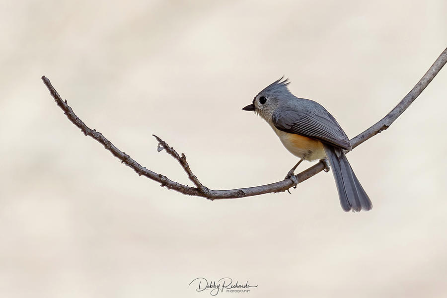 Tufted Titmouse #1 Photograph by Debby Richards