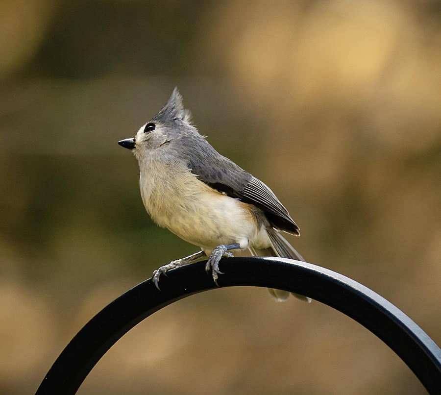 Tufted Titmouse #1 Photograph by Lori Rowland