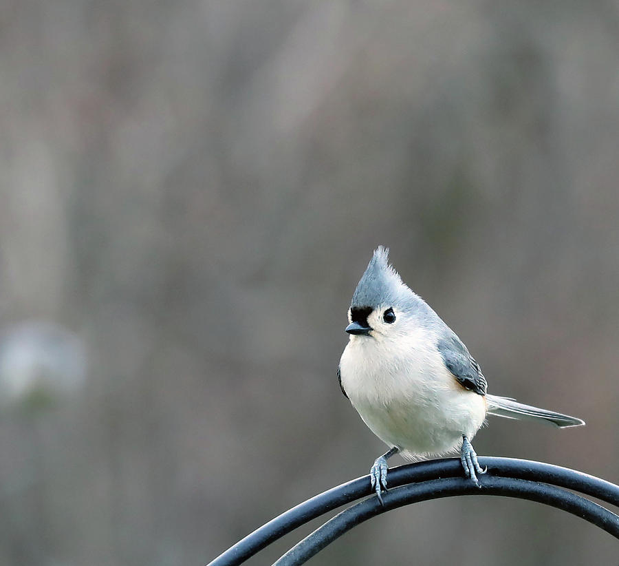 Tufted Titmouse Photograph by Terry Cork