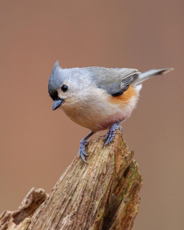 Tufted Titmouse #1 Photograph by Timothy McIntyre