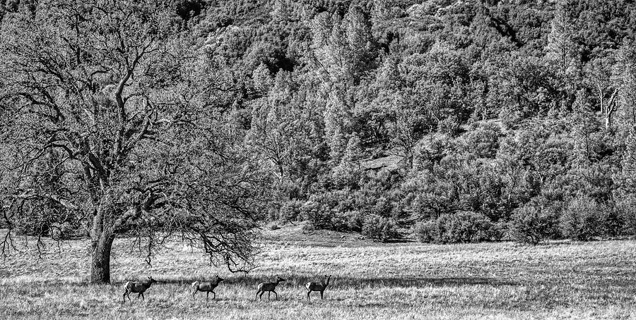 Wildlife Photograph - Tule Elk in the Meadow #1 by BLM Jesse Pluim
