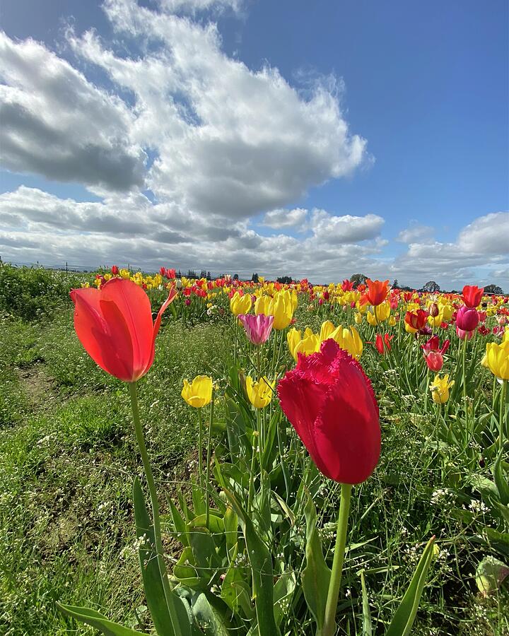 Tulip Photograph - Tulip Field #1 by Bonnie Bruno