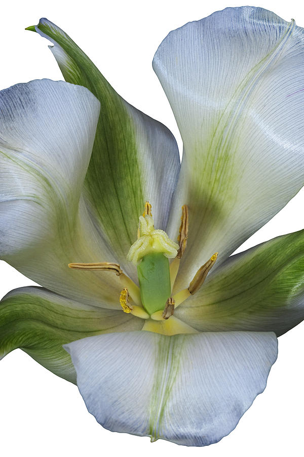 Tulip flower #1 Photograph by Nickkurzenko