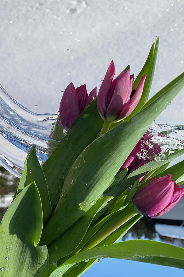 Tulip Flowers On Snow Background With Water Splash Photograph