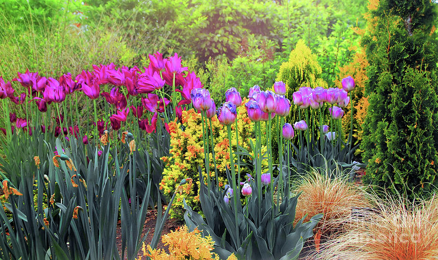Tulip Garden  #1 Photograph by Elaine Manley