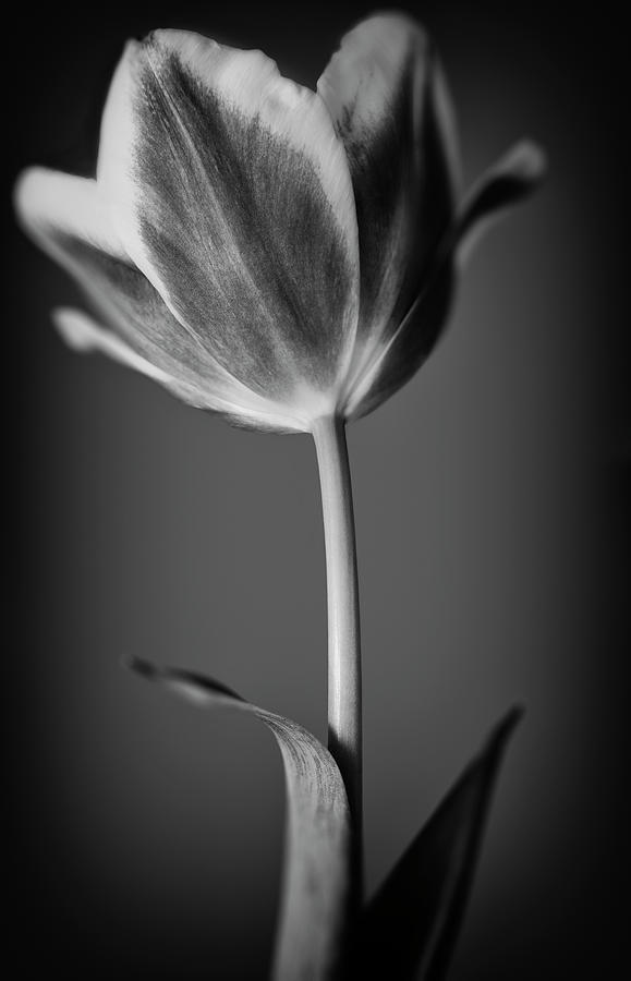 Tulip in Black and White Photograph by Adrian Brockwell - Fine Art America