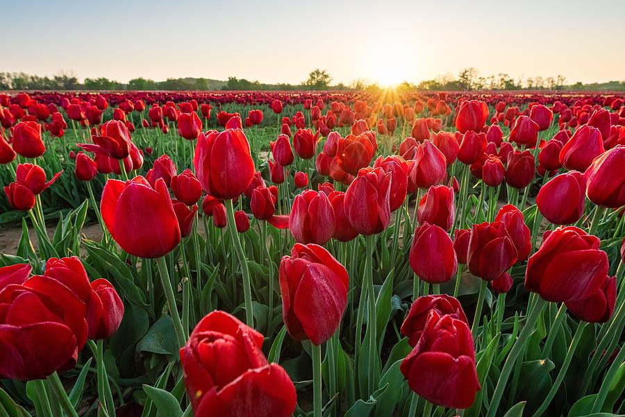 Tulip in farm sunrise #1 Photograph by Songquan Deng