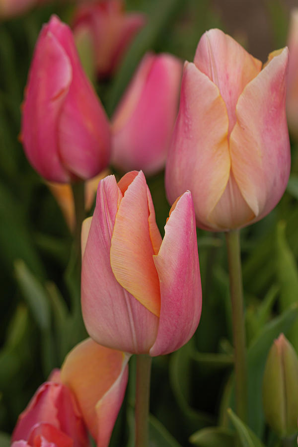  Graceful tulips Photograph by Leslie Struxness