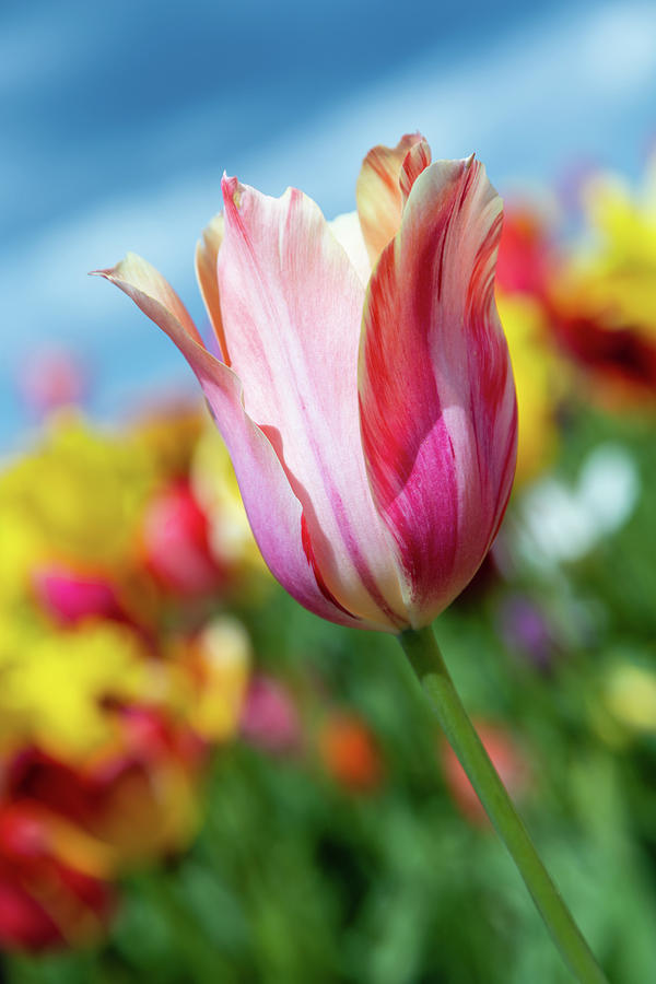 Tulip Macro #1 Photograph by Aashish Vaidya