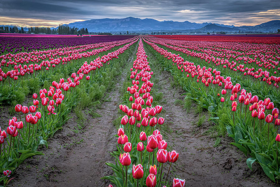 Rows Of Pink Tulips Photograph