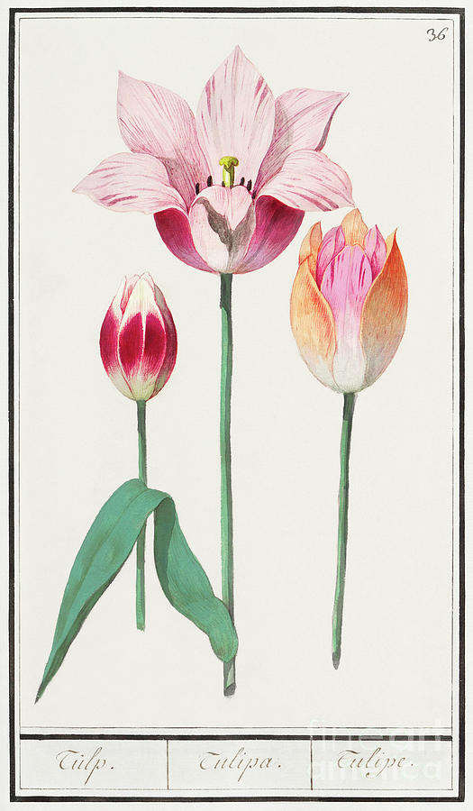 Tulip, Tulipa 1596-1610 by Anselmus Boetius de Boodt 2 Painting by Shop ...