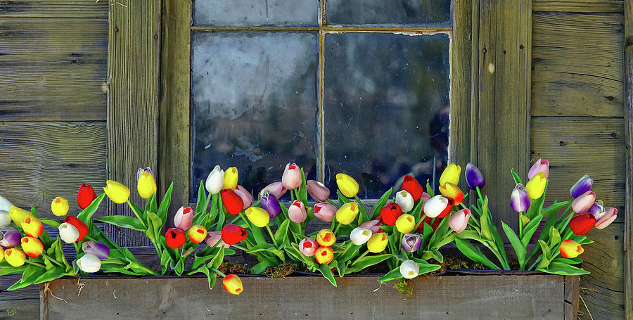 Tulip Window #1 Photograph by Rick Lawler