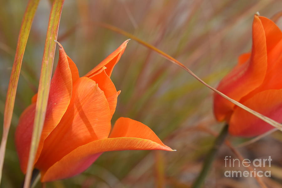 Tulips #2 #1 Photograph by Jordan Butterfield - Fine Art America