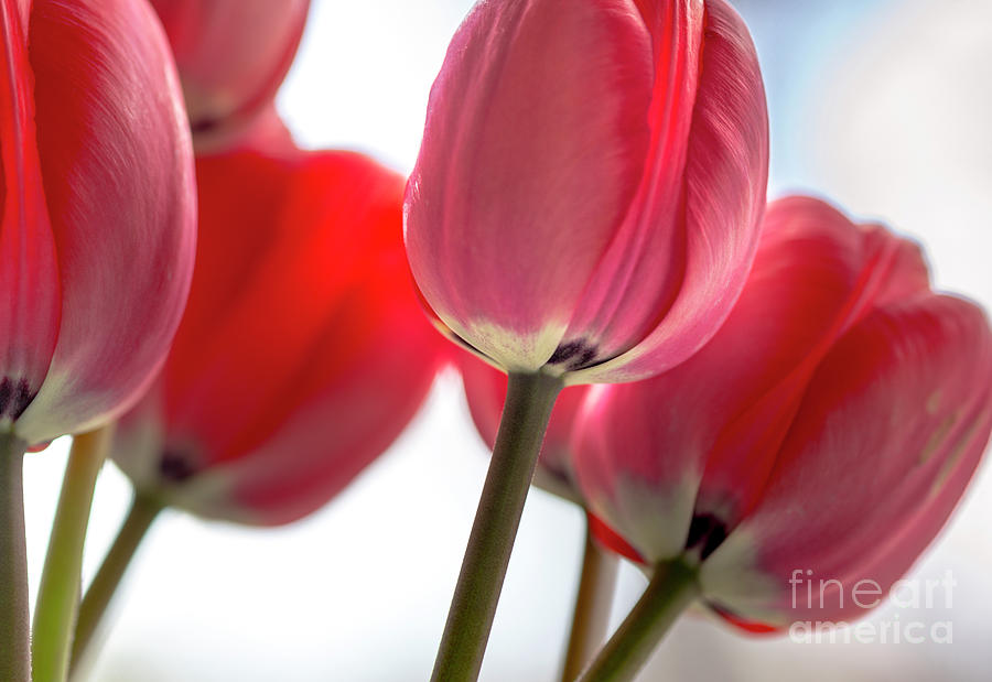 Tulips #1 Photograph by Alana Ranney