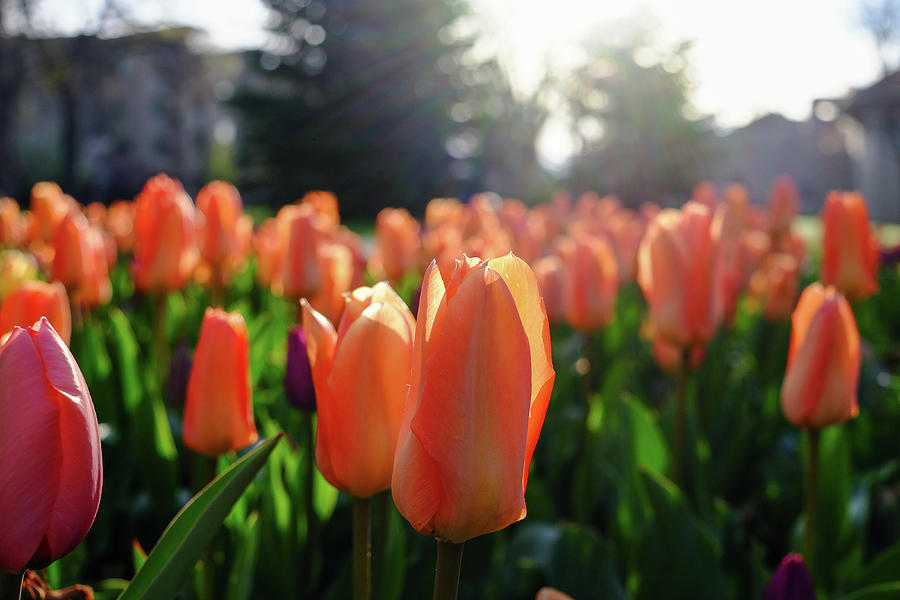 Tulips at Campus #1 Photograph by Monte Stevens