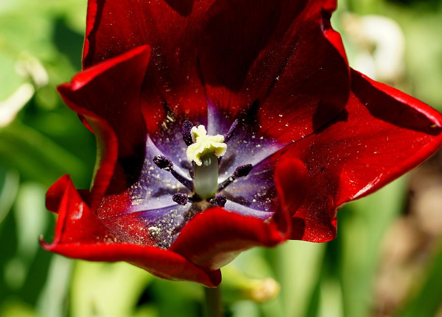 Tulips  #1 Photograph by Caryn La Greca